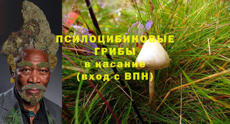 Псилоцибиновые грибы Magic Shrooms  купить   Белорецк 